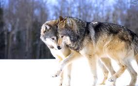 Find hd wallpapers for your desktop, mac, windows, apple, iphone or android device. Wolf Wallpapers Animal Spot