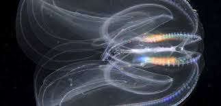 Image result for Ctenium newtonii