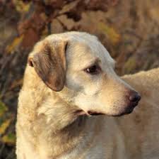 It is a cross between the chesapeake bay retriever and the labrador retriever.the best way to determine the temperament of a mixed breed is to look up all breeds in the cross and know you can get any combination of any of the characteristics found in either breed. Proud Jumper Chesapeake Bay Retriever Home Facebook