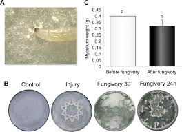 The site describes the different species of termites found in the state and provides answers to common questions about the pests. Trichoderma Atroviride From Predator To Prey Role Of The Mitogen Activated Protein Kinase Tmk3 In Fungal Chemical Defense Against Fungivory By Drosophila Melanogaster Larvae Applied And Environmental Microbiology
