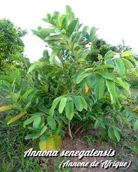 Image result for Annona senegalensis