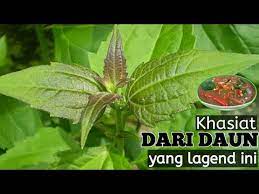 Warung kapal terbang, jalan muar segamat, johor, malaysia 85000. Manafaat Daun Pokok Kapal Terbang Di Kelantan Kelate Youtube