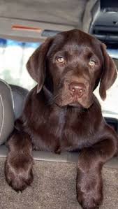 Chesapeake bay retriever started puppy retrieving in water for sale in wisconsin. 280 Chesapeake Bay Retrievers Ideas Chesapeake Retriever Chesapeake Bay Retriever