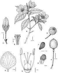 Image result for Viridivia suberosa