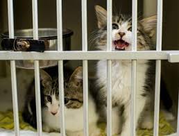 She would like to find a home with her mom, lily, or be the only cat in the house, as she loves attention! Got A Pest Problem In Lafayette You Can Hire A Cat News Theadvocate Com