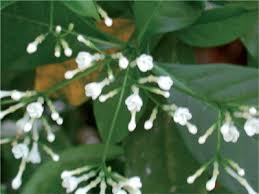 Image result for Voacanga pachyceras