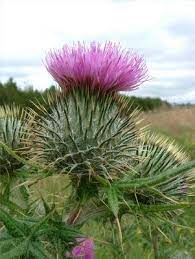 A Time For Tea Scotland National Flower Scottish Heather Scottish Thistle