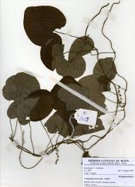 Image result for Cissampelos mucronata