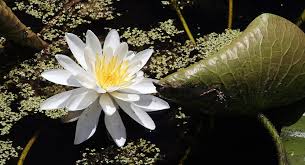 Image result for Nymphaea maculata