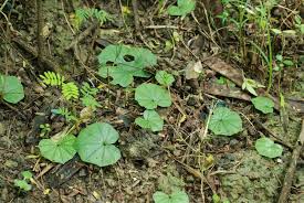 Image result for Nervilia crociformis