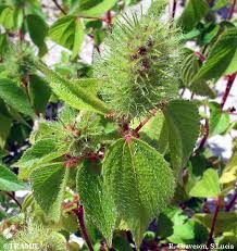 Image result for Acalypha paucifolia