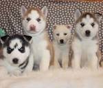 Siberian Husky Puppies For Sale - AKC PuppyFinder