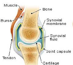 A synovial joint, also known as diarthrosis, joins bones or cartilage with a fibrous joint capsule that is continuous with the periosteum of the joined bones, constitutes the outer boundary of a synovial cavity, and surrounds the bones' articulating surfaces. Human Synovial Joint Download Scientific Diagram