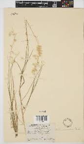 Image result for Megaloprotachne albescens