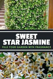 Star Jasmine A Fragrant And Vigorous Climber Epic Gardening Climbing Plants Star Jasmine Jasmine Plant