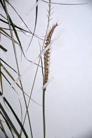 Image result for Tetrapogon tenellus