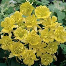 Pin On Perennials In The Garden