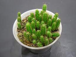 Especially situations cacti like prickly pears and cholla will die interior the. Grow Your Own Cactus From Seed Laidback Gardener