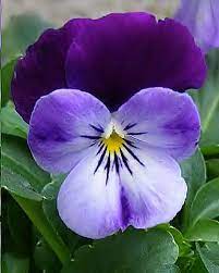 Purple And Lavender Viola Pansies Flowers Viola Flower Beautiful Flowers