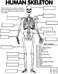 Here are some free printable skeleton coloring pages for kids. Human Skeleton Coloring Page Crayola Com