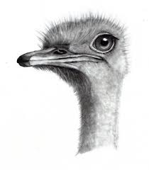 Bird That Looks Like An Ostrich Ostrich Head In Pencil By Joyce Geleynse Realistic Drawings Animal Drawings Ostrich Head