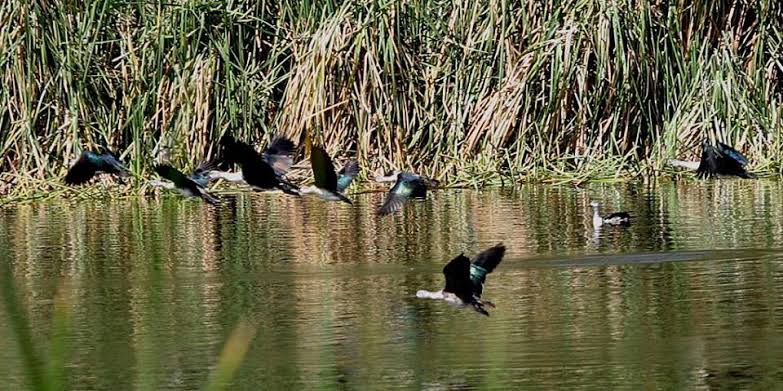 Resultado de imagen para laguna de los patos sullana