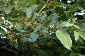 Image result for Harungana montana