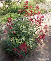 Centranthus Ruber Valeriane Des Jardins Vivaces Jardins Jardinage