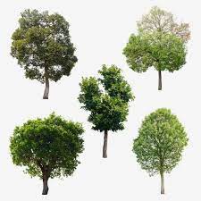 Isolated Trees On White Background Nature The Collection Of Trees Tree Png Transparent Clipart Image And Psd File For Free Download Background For Photography White Background Tree Images