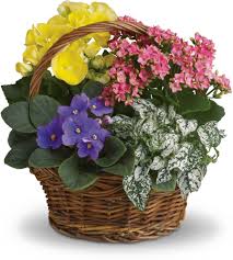 Our fresh flower bouquets will instantly brighten up a room, while a gift card is ideal for letting someone choose something they'll really enjoy. Spring Has Sprung Mixed Basket Plant Get Well Flowers Floral Baskets Flower Delivery