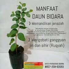 Maybe you would like to learn more about one of these? Ruqyah Mandiri Mengobati Jual Bibit Mint Tin Jogja Facebook