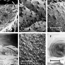 Image result for Vernonia kirungae