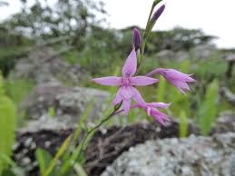 Image result for Radinosiphon leptostachya