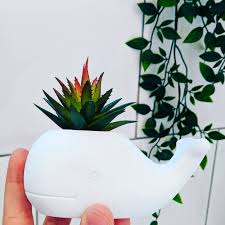 Find great deals on used plastic plant pots for sale in south africa. Micro Trend Alert Adorable Animal Planters At B M And Lidl From Only 3 99