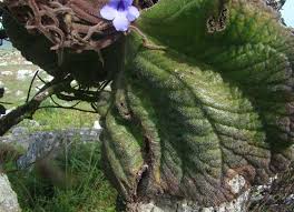 Image result for Streptocarpus milanjianus