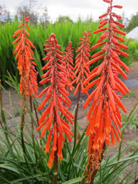 Image result for Kniphofia grantii