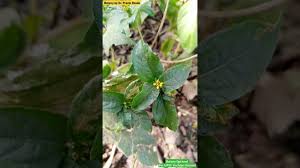 Image result for Synedrella