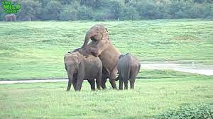Porn star search engine elephant tube - cum.news