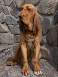 Did You Know Bloodhound Dogs Have A Keen Sense Of Smell And Have Been Used Since The Middle Ages To Track Crim Bloodhound Dogs Bloodhound Puppies Bloodhound