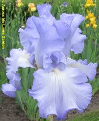 Image result for tbn:K7DUgauEPx5qqM::www.hayah.cc/forum/imgcache/10317.png