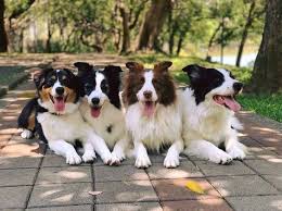 Dogs Observe Fruit Being Harvested But The Fruit S Calling Is Too Strong 9 Pics In 2020 Dog Breeder Animals Dogs