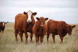 Cow Size & Production