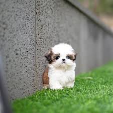 Shih tzus are true companion dogs. Breed Descriptions Microteacups