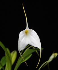 Image result for Oliverella hildebrandtii