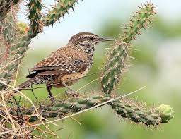 How climate change will reshape the range of the cactus wren. Cactus Wren Life Expectancy