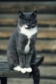 Helps relieve discomfort and pain associated with daily activity. Glucosamine For Cats With Urinary Problems