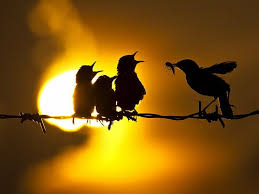 Silhouette Pet Birds Beautiful Birds Animals