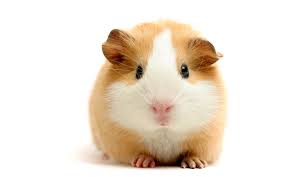 Image result for hamster