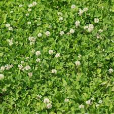 Weeds with white flowers in grass. Benefits Of Clover In Your Lawn Cardinal Lawns