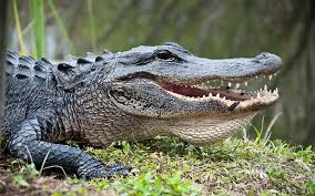 What Are Some Of The Most Dangerous Animals That Live In Rivers? Why Aren'T  They Found In Oceans? - Quora